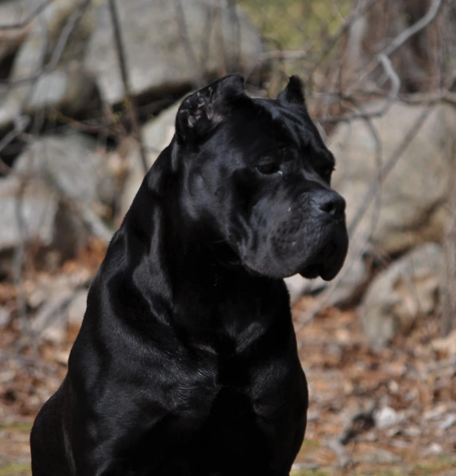 Benelli, black male Cane Corso of Vittorio Cane Corso Italiano