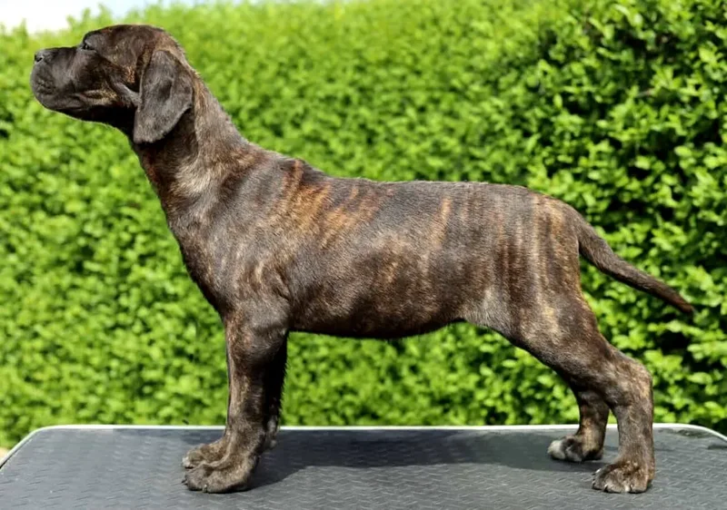 Bullet Custodi Nos, male Cane Corso