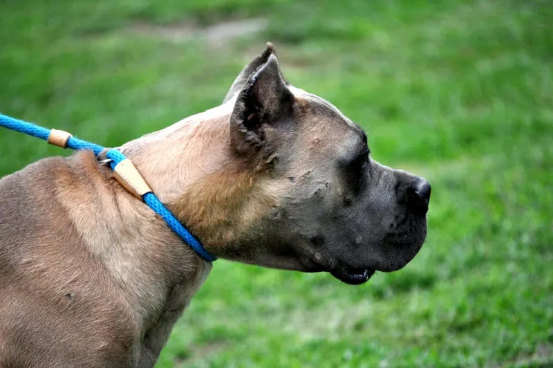 Diamond, female Cane Corso