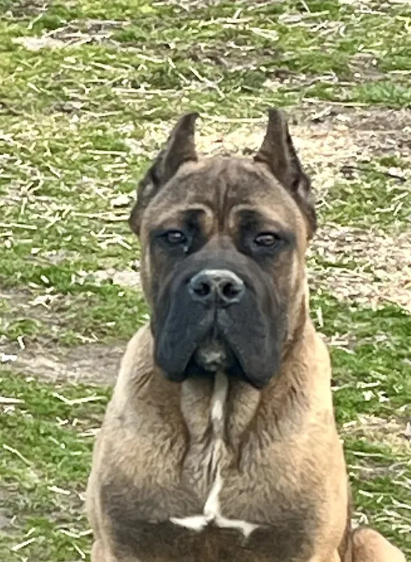 Flex, male Cane Corso
