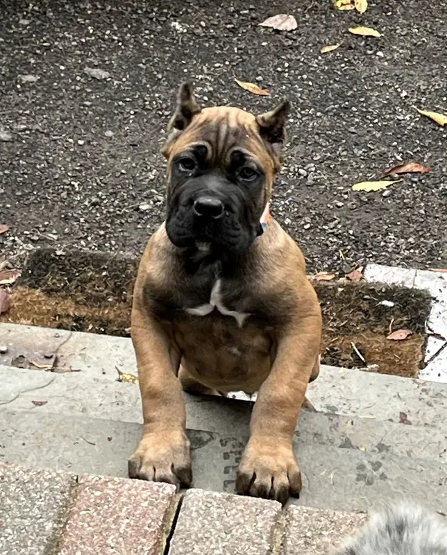 Flex, male Cane Corso