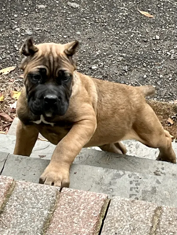 Flex, male Cane Corso