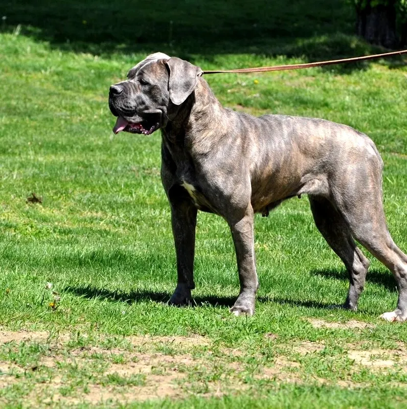 Gemma, female Cane Corso