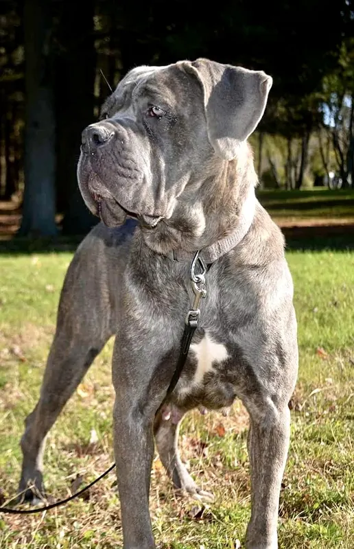 Gemma, female Cane Corso