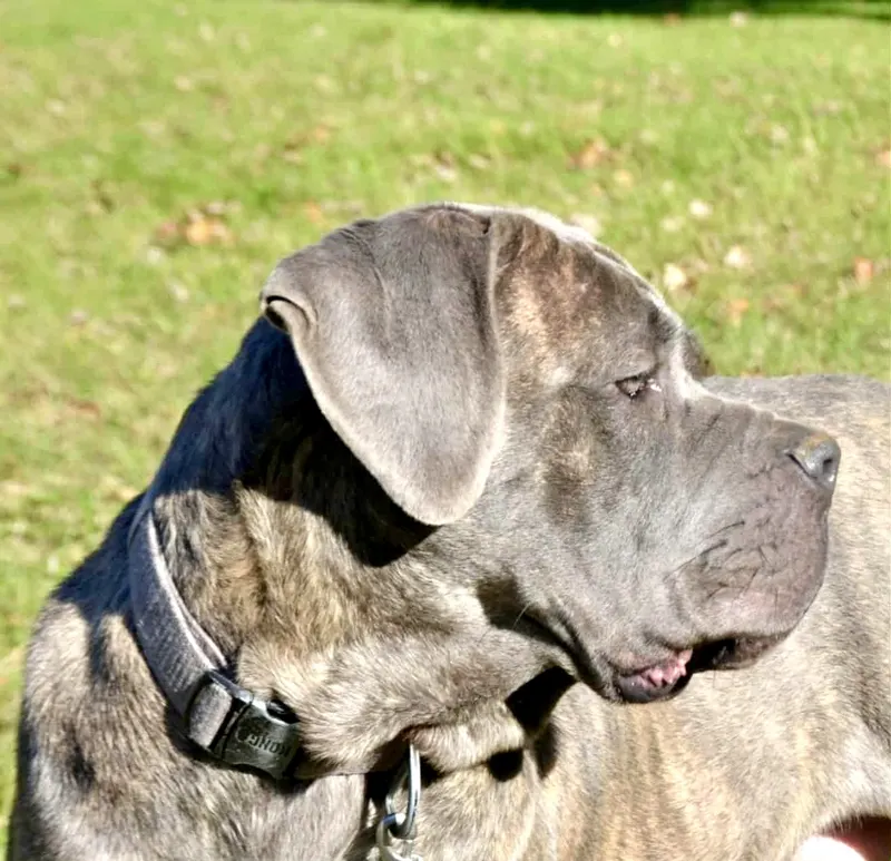 Gemma, female Cane Corso