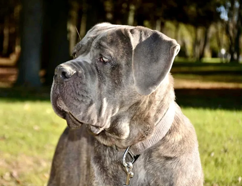 Gemma, female Cane Corso