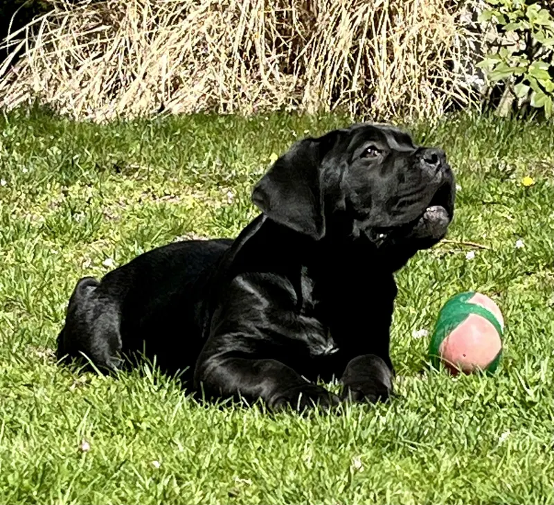 Pearl, female Cane Corso