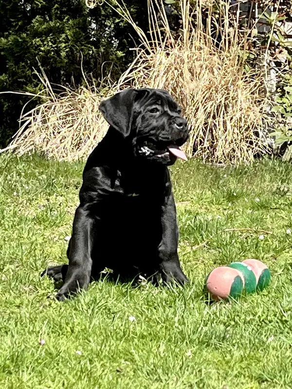 Pearl, female Cane Corso