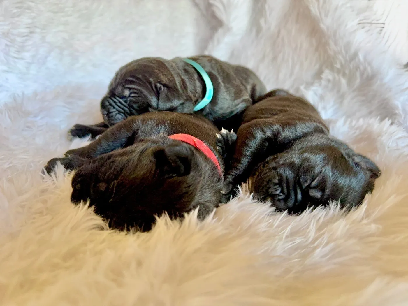 Vittorio Cane Corso puppies