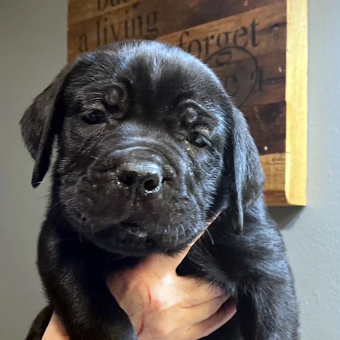 Available Cane Corso puppy
