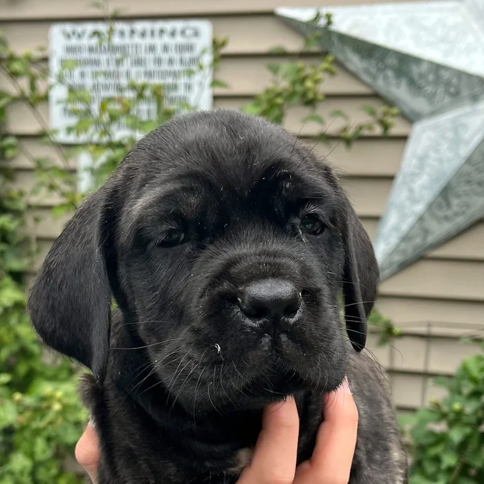 Available Cane Corso puppy
