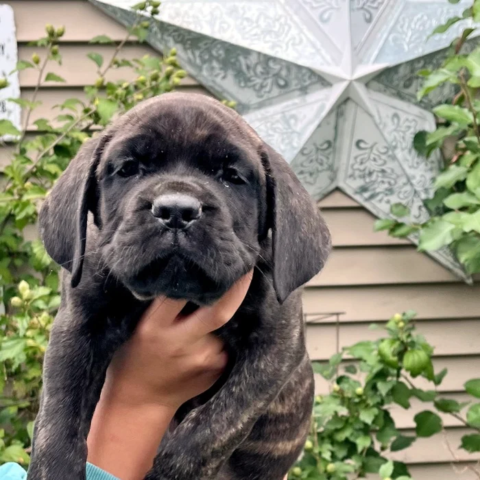 Available Cane Corso puppy