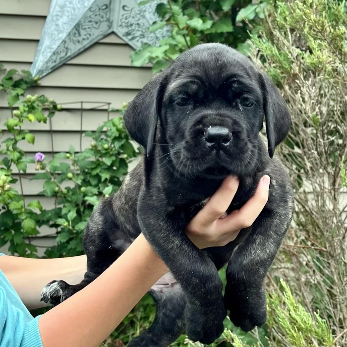 Available Cane Corso puppy