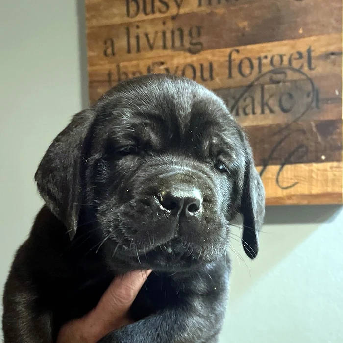 Available Cane Corso puppy