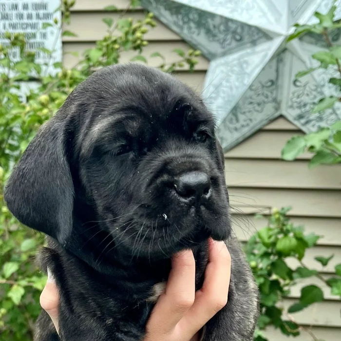 Available Cane Corso puppy