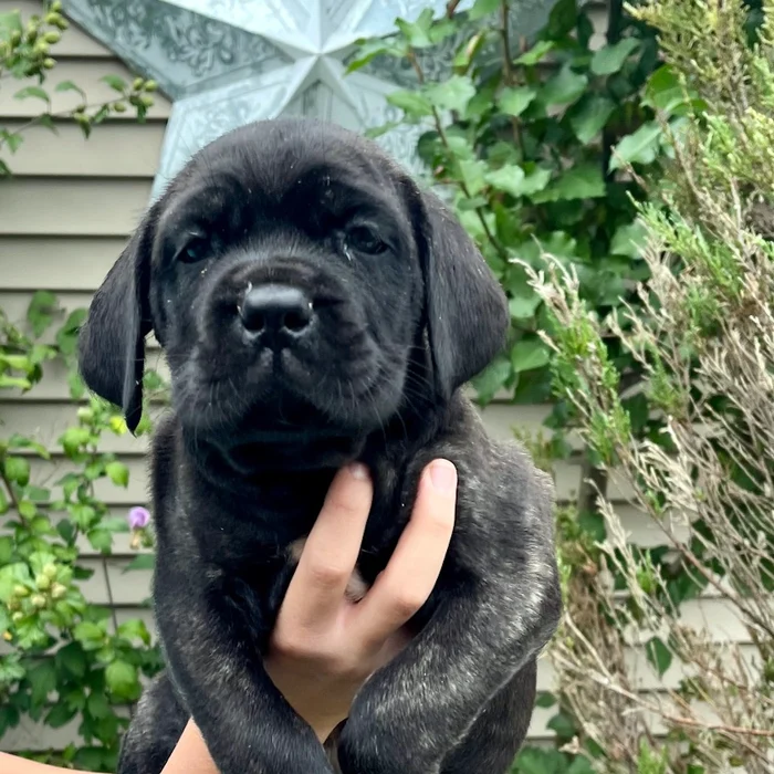 Available Cane Corso puppy