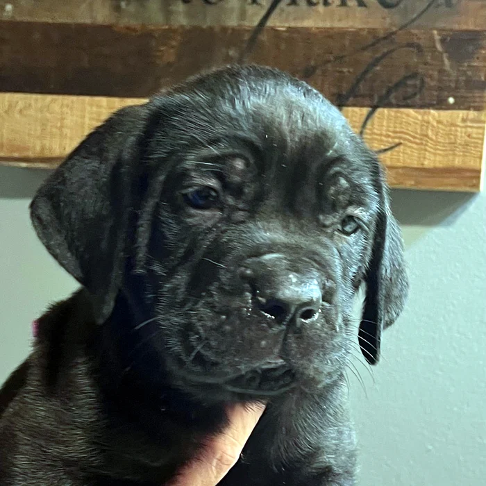Available Cane Corso puppy