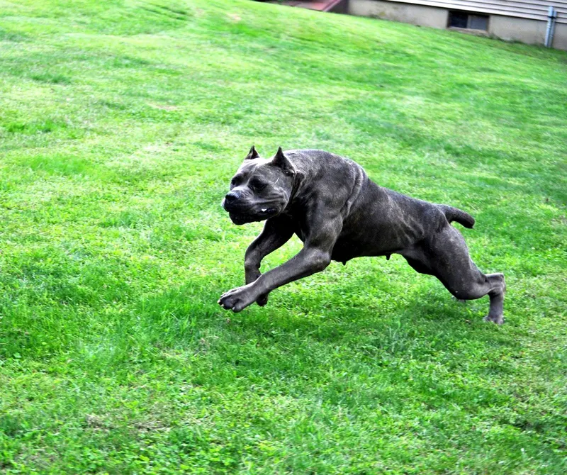 Sienna, female Cane Corso