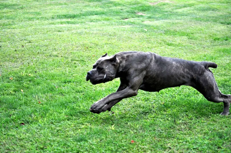 Sienna, female Cane Corso