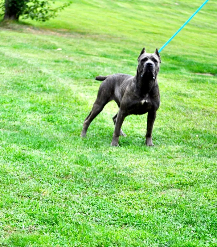 Sienna, female Cane Corso