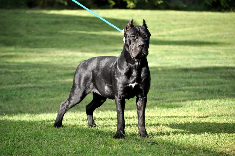 Zora, female Cane Corso