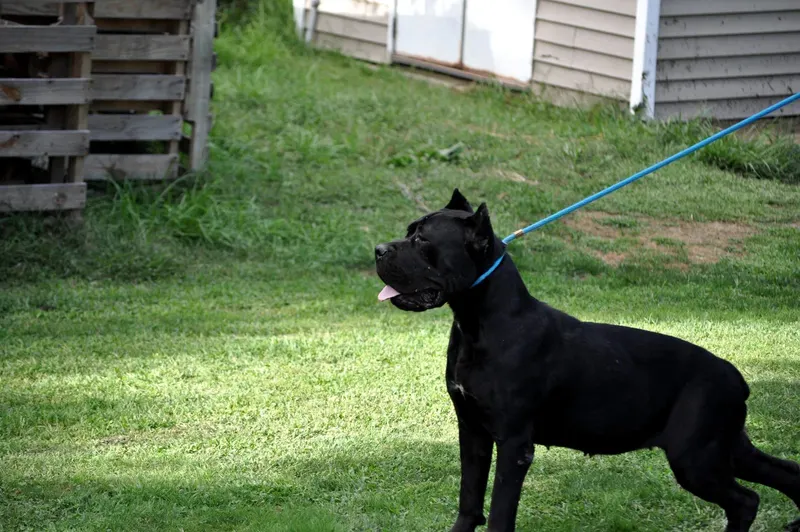 Zora, female Cane Corso