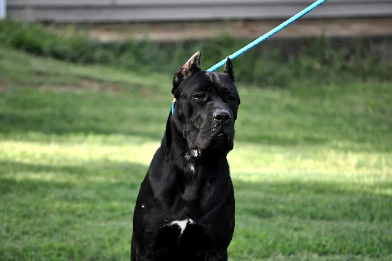 Zora, female Cane Corso