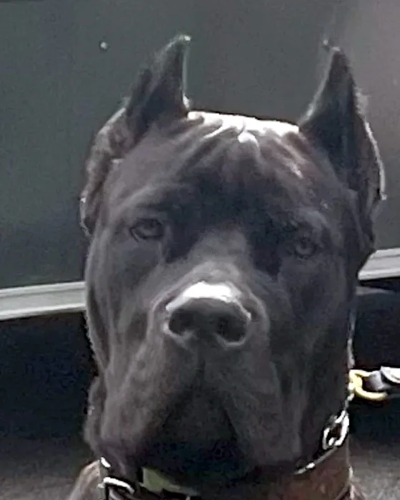 Angus, male Cane Corso