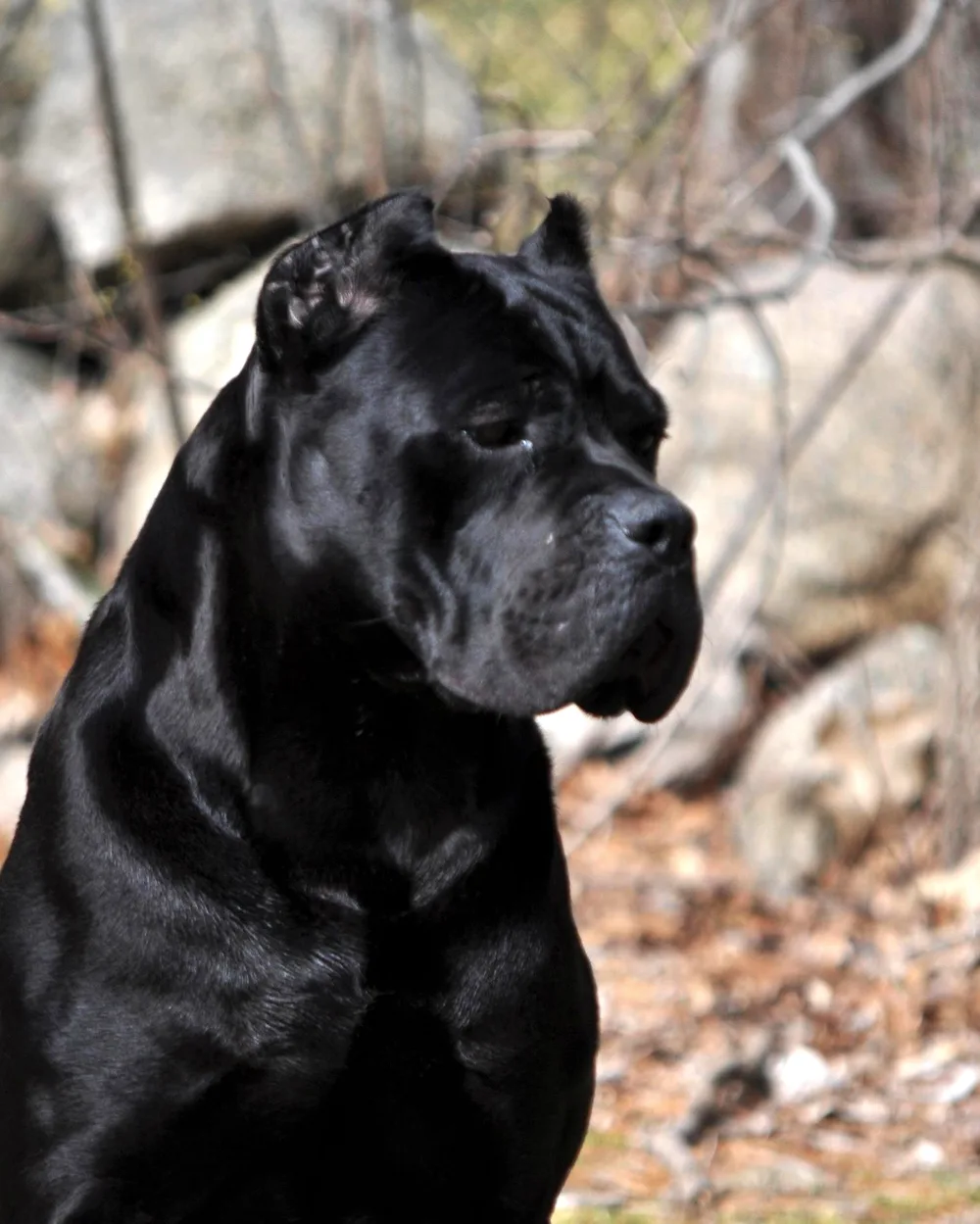 Benelli, male Cane Corso