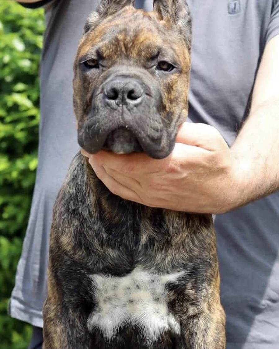 Bullet Custodi Nos, male Cane Corso imported from Serbia