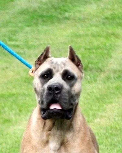 Diamond, female Cane Corso