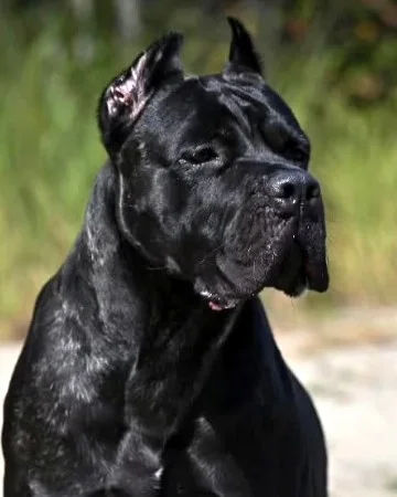 Dragon, male Cane Corso