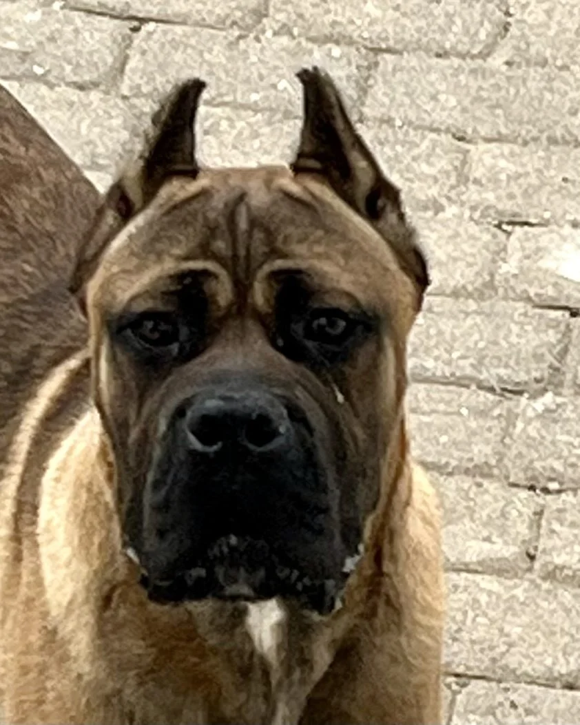 Flex, male Cane Corso