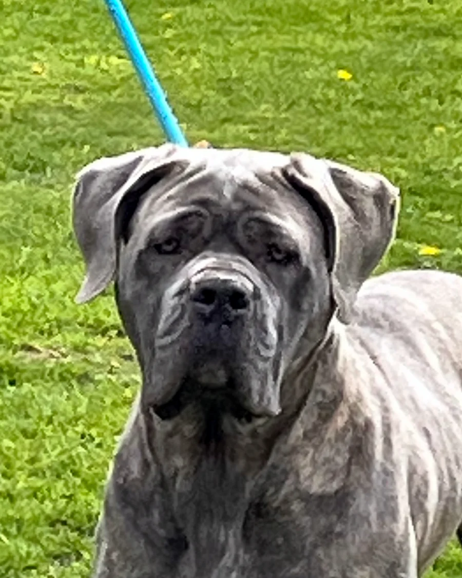 Gemma, female Cane Corso