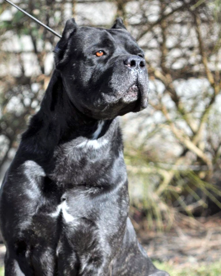 Ammo, influential Cane Corso