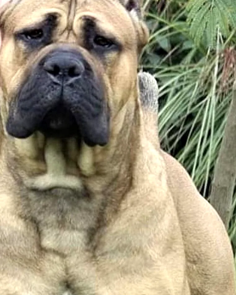 Explosion Custodi Nos, influential Cane Corso