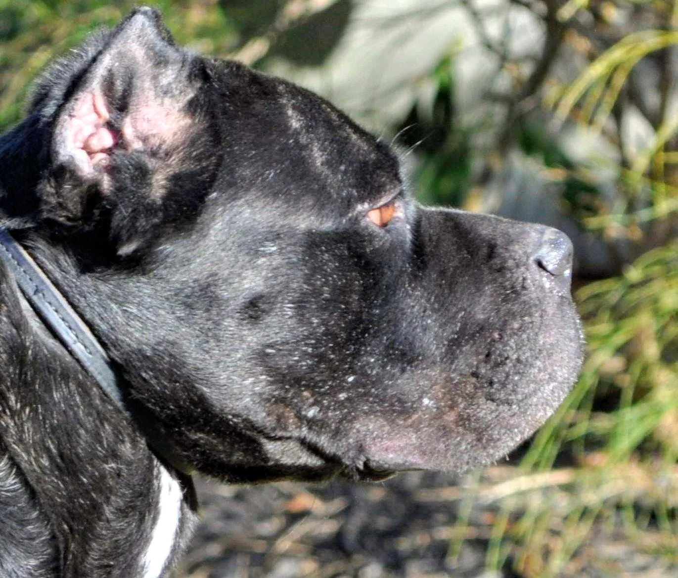 Ammo, influential Cane Corso