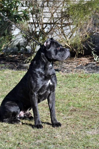 Ammo, influential Cane Corso