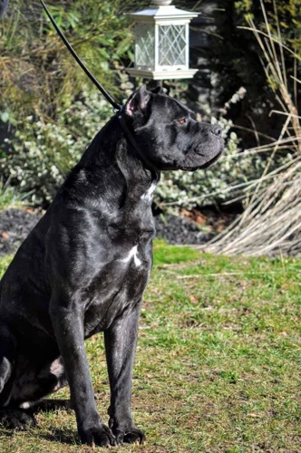 Ammo, influential Cane Corso