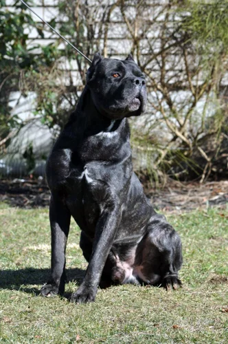 Ammo, influential Cane Corso