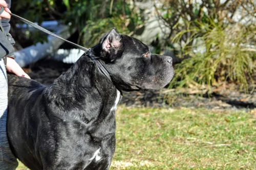 Ammo, influential Cane Corso