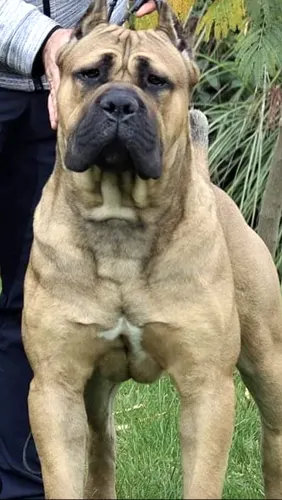Explosion Custodi Nos, influential Cane Corso