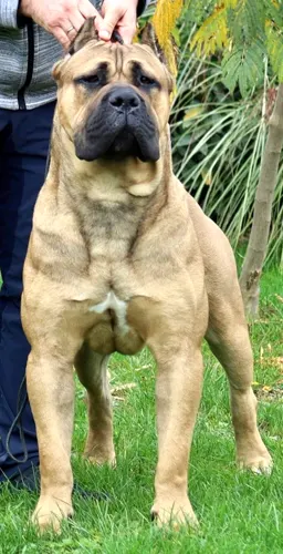 Explosion Custodi Nos, influential Cane Corso