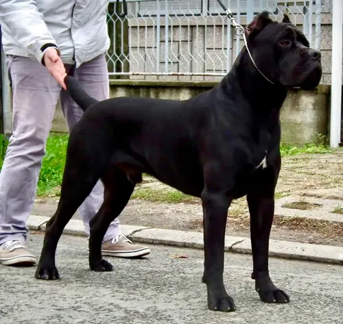 Jaguar Custodi Nos, influential Cane Corso