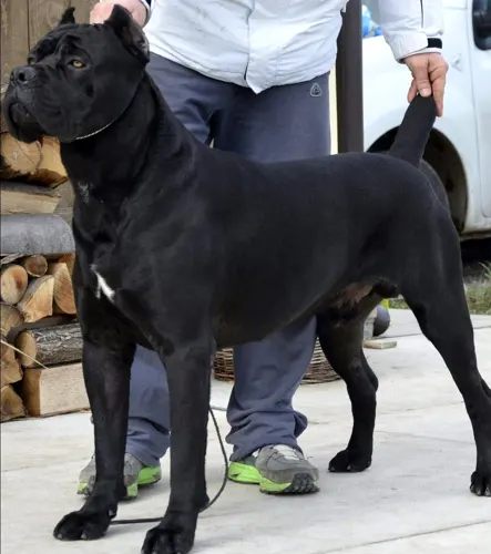 Jaguar Custodi Nos, influential Cane Corso