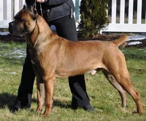 Palermo, influential Cane Corso