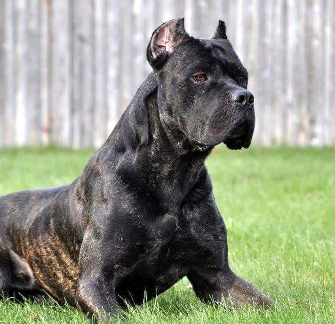 Tazio, influential Cane Corso