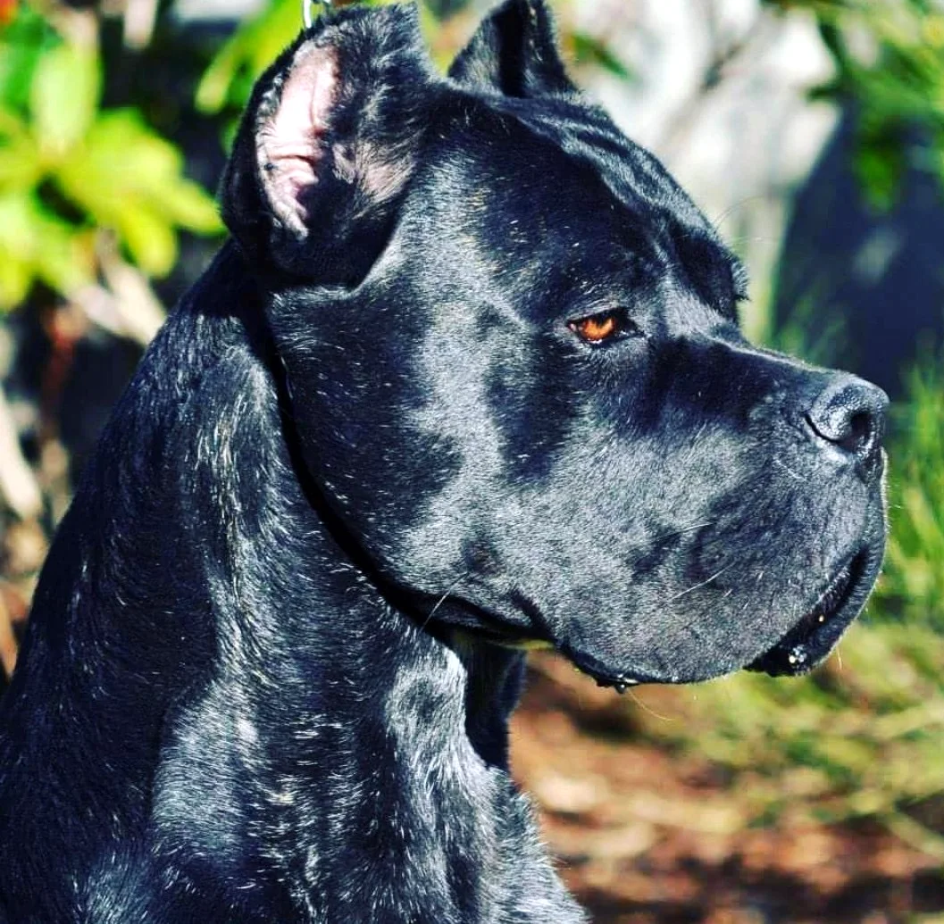Tazio, influential Cane Corso