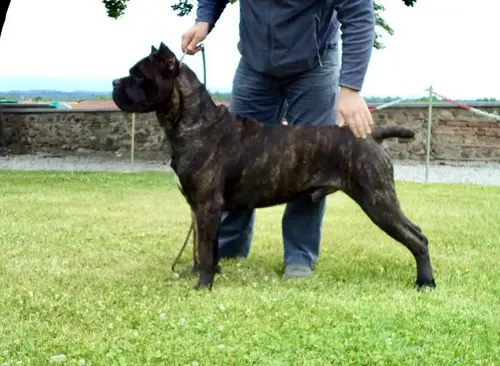 Youngblood Custodi Nos, influential Cane Corso