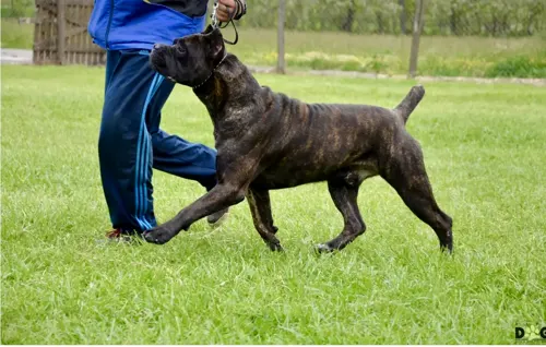 Youngblood Custodi Nos, influential Cane Corso